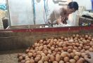 Harga Telur Ayam Bikin Menjerit, Pemerintah Diminta Turun Tangan - JPNN.com