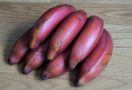 4 Manfaat Pisang Merah, Kolesterol Langsung Ambyar - JPNN.com