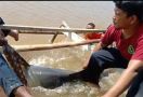 Lumba-Lumba yang Terperangkap di Sungai Ini Menghebohkan Warga, Begini Kondisinya - JPNN.com