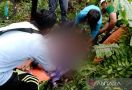 1 Warga Inhil Tewas Diduga Akibat Diterkam Harimau Sumatera, Kondisi Mengenaskan - JPNN.com