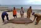 Seekor Dugong Ditemukan Mati di Perairan Pulau Morotai - JPNN.com