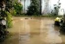Banjir di Sangatta Kutim Mengerikan, Hewan Buas Berkeliaran di Permukiman - JPNN.com