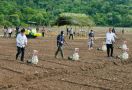 Pak Jokowi dan Mentan SYL Tanam Jagung di NTT, Pakai Teknologi Modern, Lihat tuh - JPNN.com