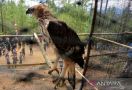 Burung Tiong Emas Hendak Dijual di Aceh, Iptu Rajabul Gerak Cepat - JPNN.com