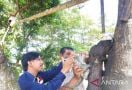 Petugas Berikan 200 Vaksin Rabies Gratis ke Hewan Peliharaan di Mukomuko - JPNN.com