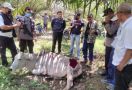 Harimau Sumatra Teror Warga Nagori Parmonangan - JPNN.com