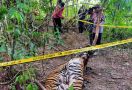 2 Harimau Sumatra Mati Terjerat di Aceh Timur, Polisi Bergerak - JPNN.com