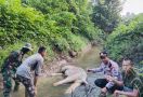 Kapolsek Iptu Hendra Soal Gajah Mati di Aliran Sungai Hutan Rabung Lima, Oh Ternyata - JPNN.com