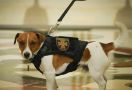 Anjing Pelacak Ranjau Terima Medali Kehormatan Ukraina, Jasanya Sangat Luar Biasa - JPNN.com
