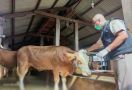 Badan Karantina Pertanian Perkuat Pengawasan Hewan Ternak, Ini Tujuannya - JPNN.com