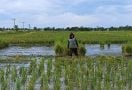 Gawat! Hama Tungro Serang Ratusan Hektare Tanaman Padi di Kalsel, Lihat Penampakannya - JPNN.com