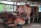Vaksin Penyakit Mulut dan Kuku Impor Harus Dibagikan Merata di Seluruh Indonesia - JPNN.com