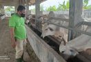 Dinas Peternak Sebut Ratusan Sapi di Aceh Positif Wabah LSD - JPNN.com