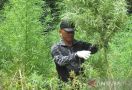 BNN Temukan Ladang Ganja di Pegunungan Aceh Besar, Belasan Ribu Batang Siap Panen - JPNN.com