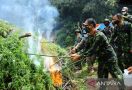 Brigjen Roy Pimpin Pemusnahan Ganja di Ladang Seluas 5 Hektare, Lihat - JPNN.com