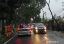 Ada Pohon Tumbang, Akses Cianjur Menuju Puncak Macet - JPNN.com