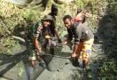 Sukses Budidayakan Ikan Lele, TNI Panen Bersama Masyarakat Perbatasan Papua - JPNN.com