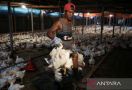 Tak Sampai Sebulan, Malaysia Sudah Cabut Larangan Ekspor Ayam - JPNN.com