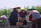 Puan Dengarkan Keluhan Petani Sambil Ikut Tanam Bawang di Brebes - JPNN.com