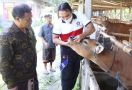 Jelang Iduladha, DPRD Klungkung Minta Pemda Percepat Penanganan PMK - JPNN.com