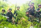 Prajurit TNI Kembali Temukan Ladang Ganja 5 Hektare di Keerom - JPNN.com