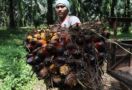 Diskriminasi Sawit Indonesia, Uni Eropa Mengklaim Lindungi Dunia dari Perubahan Iklim - JPNN.com