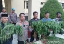 Tidak Hanya di Aceh, Ladang Ganja 10 Hektare Juga Ada di Cianjur, Astaga! - JPNN.com