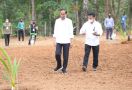 Didampingi Mentan SYL, Presiden Jokowi Luncurkan Program Kelapa Genjah 1 Juta Batang - JPNN.com