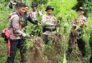 Polisi Musnahkan Ladang Ganja Seluas 2 Hektare Milik Seorang Petani - JPNN.com