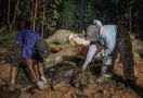 BBKSDA Riau Ungkap Penyebab Kematian Gajah Betina yang Sedang Hamil, Ternyata - JPNN.com