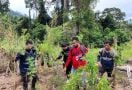 Lagi, Ladang Ganja Ditemukan di Aceh, Luas Banget - JPNN.com