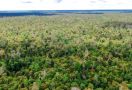 Melalui Program Perhutanan Sosial, Puluhan Ribu Hektar Hutan Desa Direstorasi oleh Warga di Katingan - JPNN.com