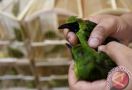 Karantina Pertanian Tarakan Melepasliarkan Burung Cucak Hijau di Hutan - JPNN.com