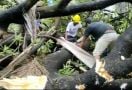 2 Tukang Bangunan Tertimpa Pohon di Pengadilan Negeri Makassar, Begini Kronologinya - JPNN.com