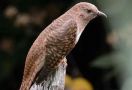 Konon Suara Burung Kedasih Menjadi Pertanda Kejadian Buruk, Mitos atau Fakta? - JPNN.com