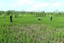 Ratusan Hektare Tanaman Padi di Lombok Tengah Terancam Gagal Panen, Ini Penyebabnya - JPNN.com