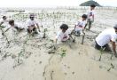Orang Muda Ganjar Kalbar Tanam 500 Bibit Mangrove di Mempawah - JPNN.com