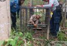 Harimau Sumatera Berkeliaran di Kota Siak, Masyarakat Resah - JPNN.com