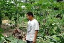 Gajah Liar Serang Kebun Warga di Pekanbaru, Ini Kata BBKSDA Riau - JPNN.com