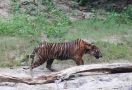 Harimau Menyerang Warga di Aceh Selatan, BKSDA Turunkan Tim - JPNN.com
