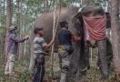 3 Gajah Liar Dipasangi GPS Collar oleh BBKSDA Riau, Ini Tujuannya - JPNN.com