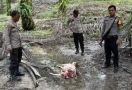 Harimau Teror Warga di Lubuk Dalam, 2 Ekor Sapi Ditemukan Mati Diterkam - JPNN.com