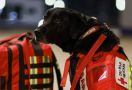 16 Anjing Pahlawan Meksiko Dikerahkan ke Lokasi Gempa Turki, Apa Kehebatan Mereka? - JPNN.com