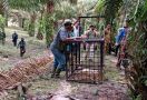BBKSDA Riau Pasang Perangkap untuk Harimau Pemangsa 2 Sapi di Siak - JPNN.com