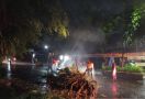 Kota Bogor Diguyur Hujan, Pohon Besar Bertumbangan - JPNN.com