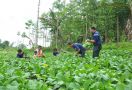 Ratusan Pohon di Taman Kehati Sukabumi Menciptakan Harmonisasi Manusia dan Alam - JPNN.com