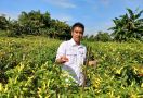 Petani Garut Siap Amankan Pasokan Cabai Selama Ramadan Hingga Idulfitri - JPNN.com