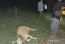 2 Harimau Menyerang Sapi Milik Warga di Mukomuko - JPNN.com