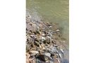 Mendadak Banyak Ikan Mati di Sungai Cileungsi dan Kali Bekasi, Lihat! - JPNN.com