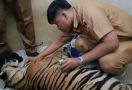 Harimau Sumatra yang Terjerat di Kebun Warga tak Terselamatkan - JPNN.com